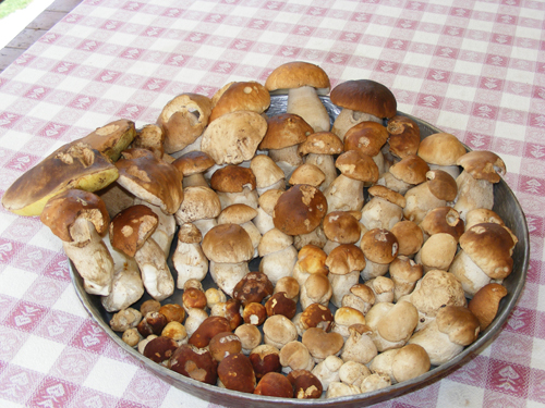 raccolta porcini