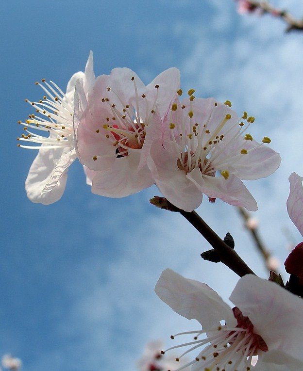 fiore di albicocco, pianta tradizionale dell'Afghanistan