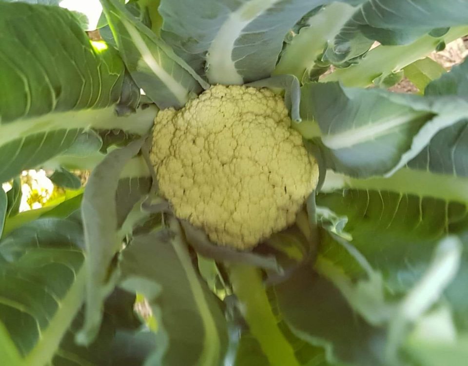 Il broccolo di Torbole