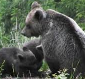 Lorsa Danica con i cuccioli