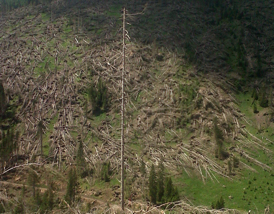 Le conseguenze di Vaia in Trentino (Val Cadino)