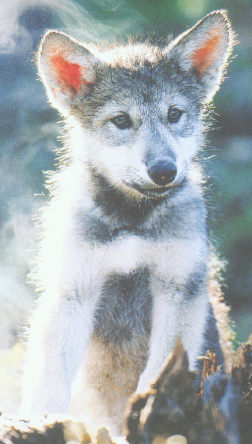 cucciolo di lupo