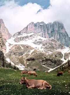 Marmolada