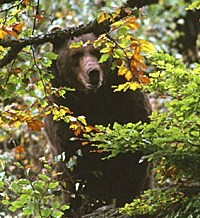 orso in trentino