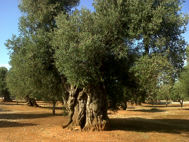 Puglia, Ulivi