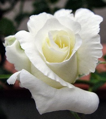 Una rosa bianca