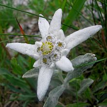 Stella Alpina