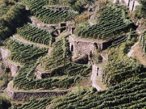 Terrazzamenti in Valtellina