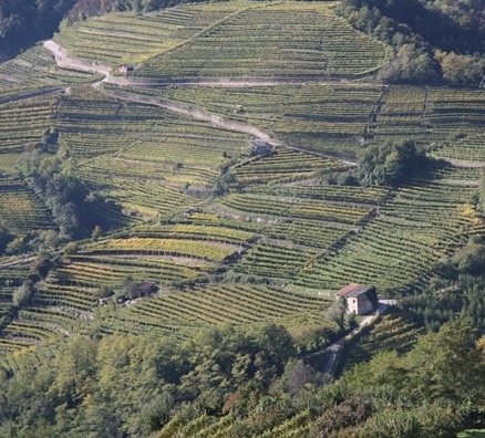 Vigneti del Trentino