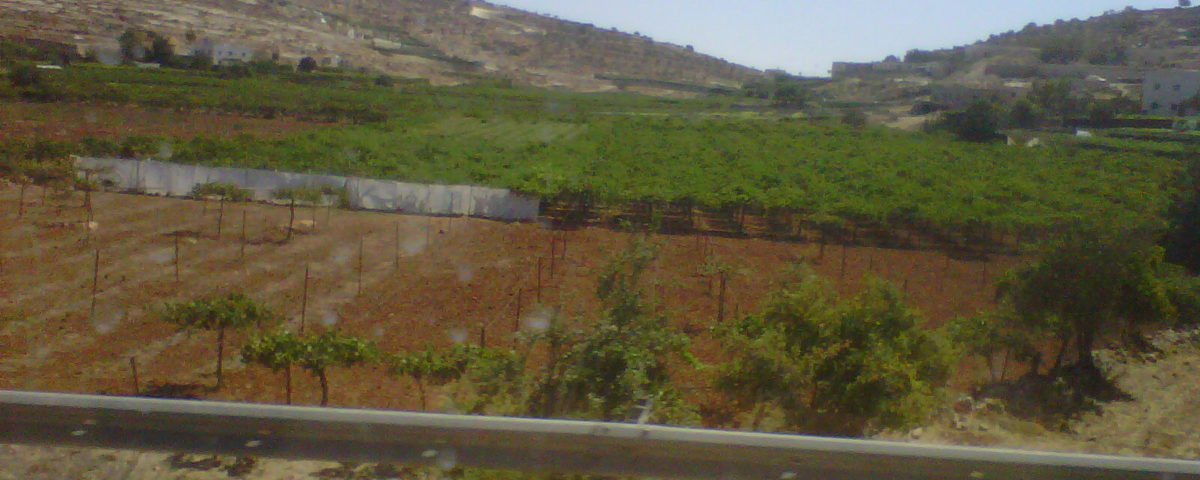 Vigneto in Palestina