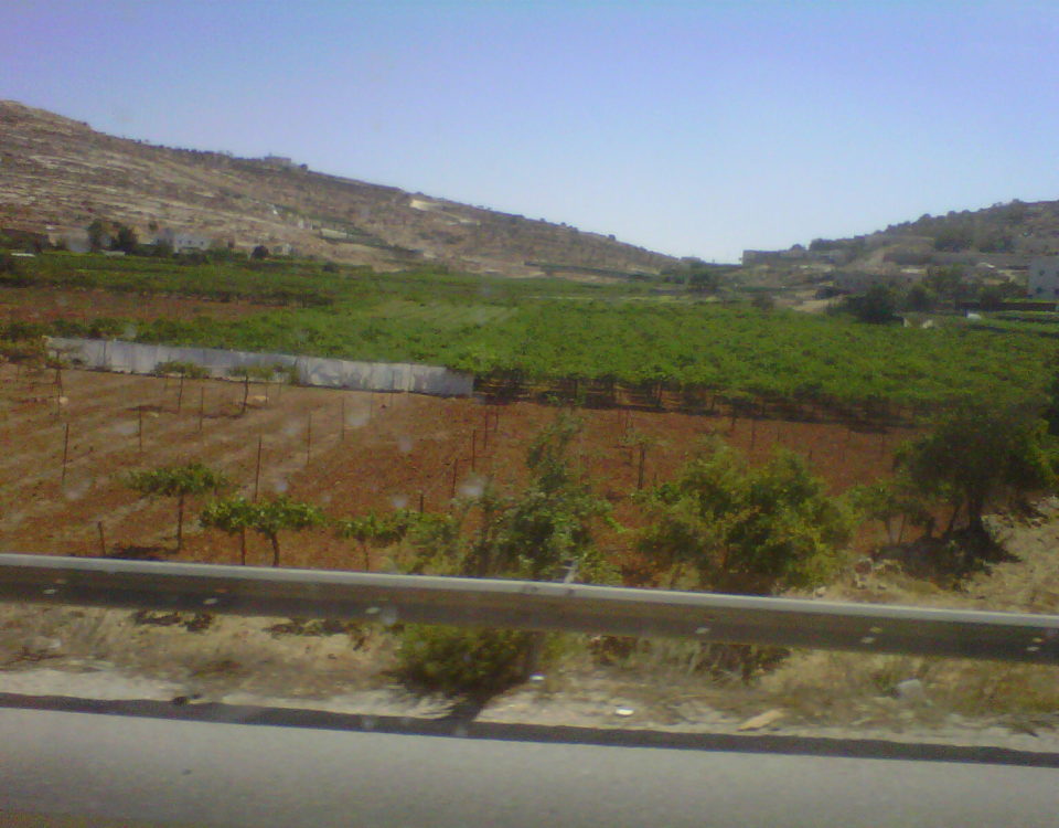 Vigneto in Palestina