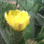 Sardegna