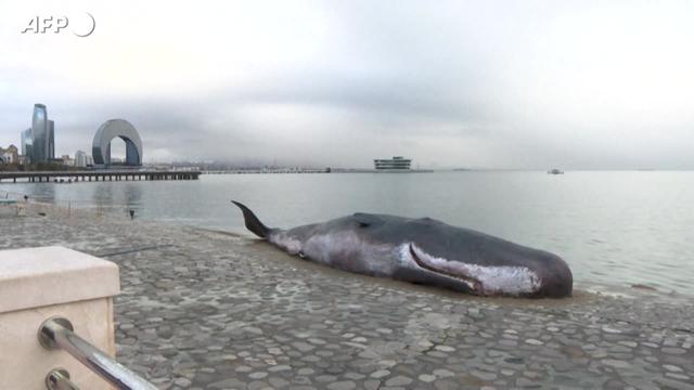 L'installazione iperrealistica del collettivo 'Captain Boomer' durante la conferenza sul clima. Da