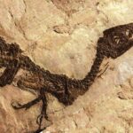 Ciro, il fossile di dinosauro rinvenuto a Pietraroja nel 1980