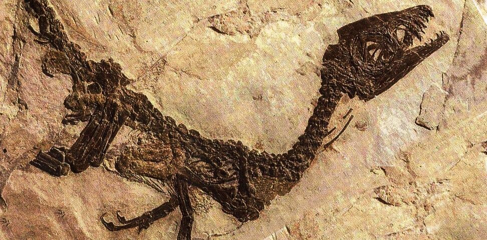 Ciro, il fossile di dinosauro rinvenuto a Pietraroja nel 1980
